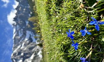 A meadow with blue flowers and lush green grass. In the background, majestic mountains rise under a clear sky.