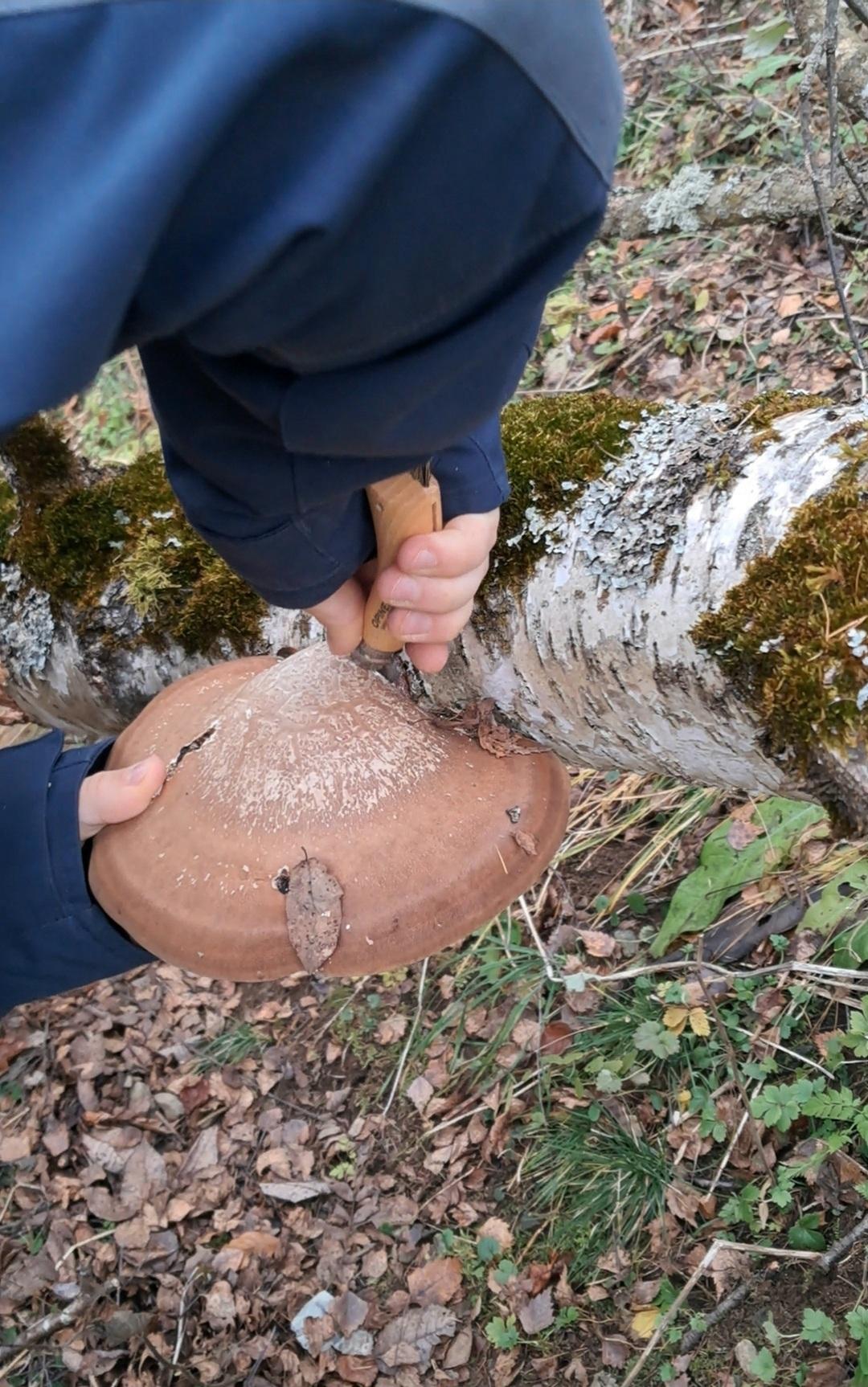 Workshop: „Pilzgeflüster – Birkenporling“