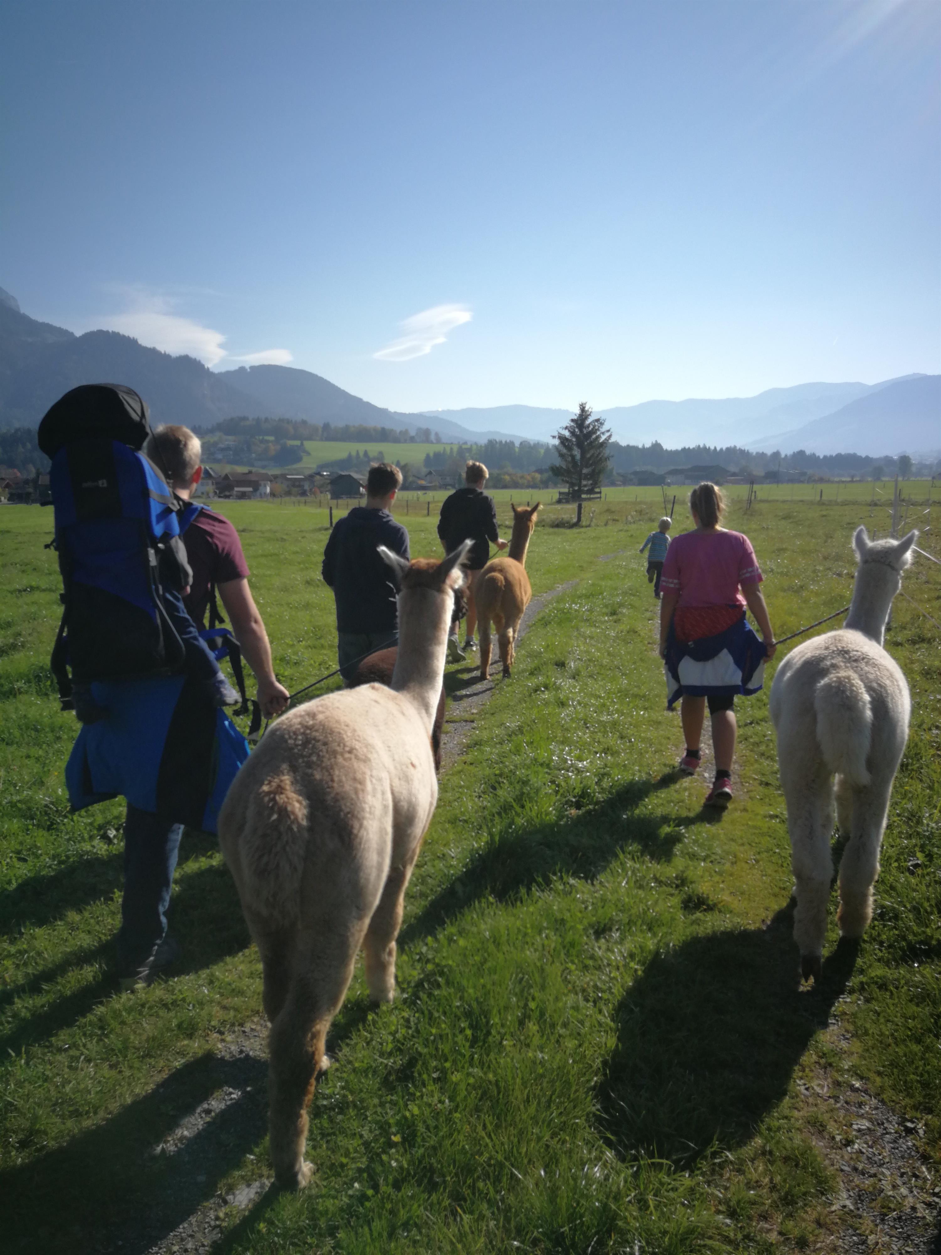 Alpaka Wanderung mit Erlebnisfaktor