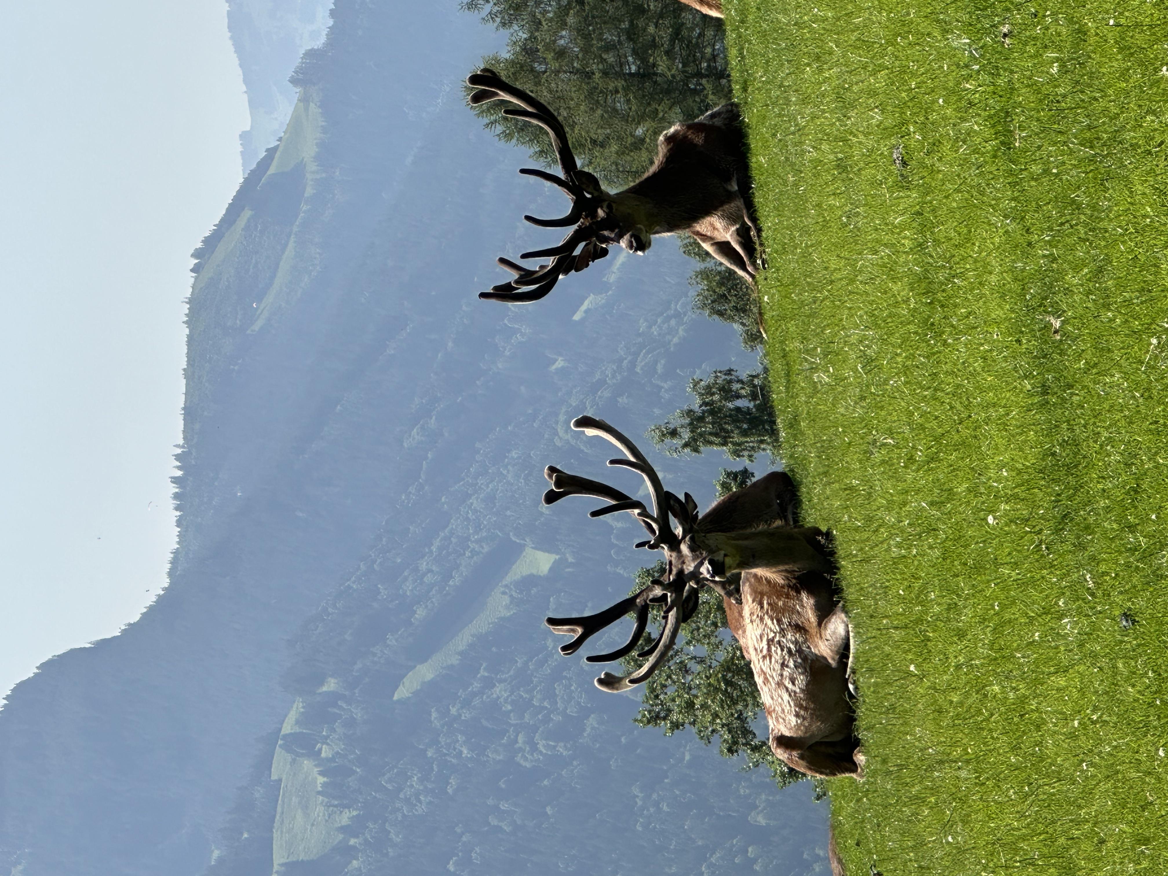 Two majestic deer rest on a green meadow. In the background, picturesque mountains and a clear sky can be seen.