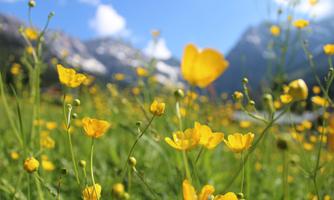 A beautiful field with yellow flowers, surrounded by green grass. In the background, mountains and a clear blue sky are visible.