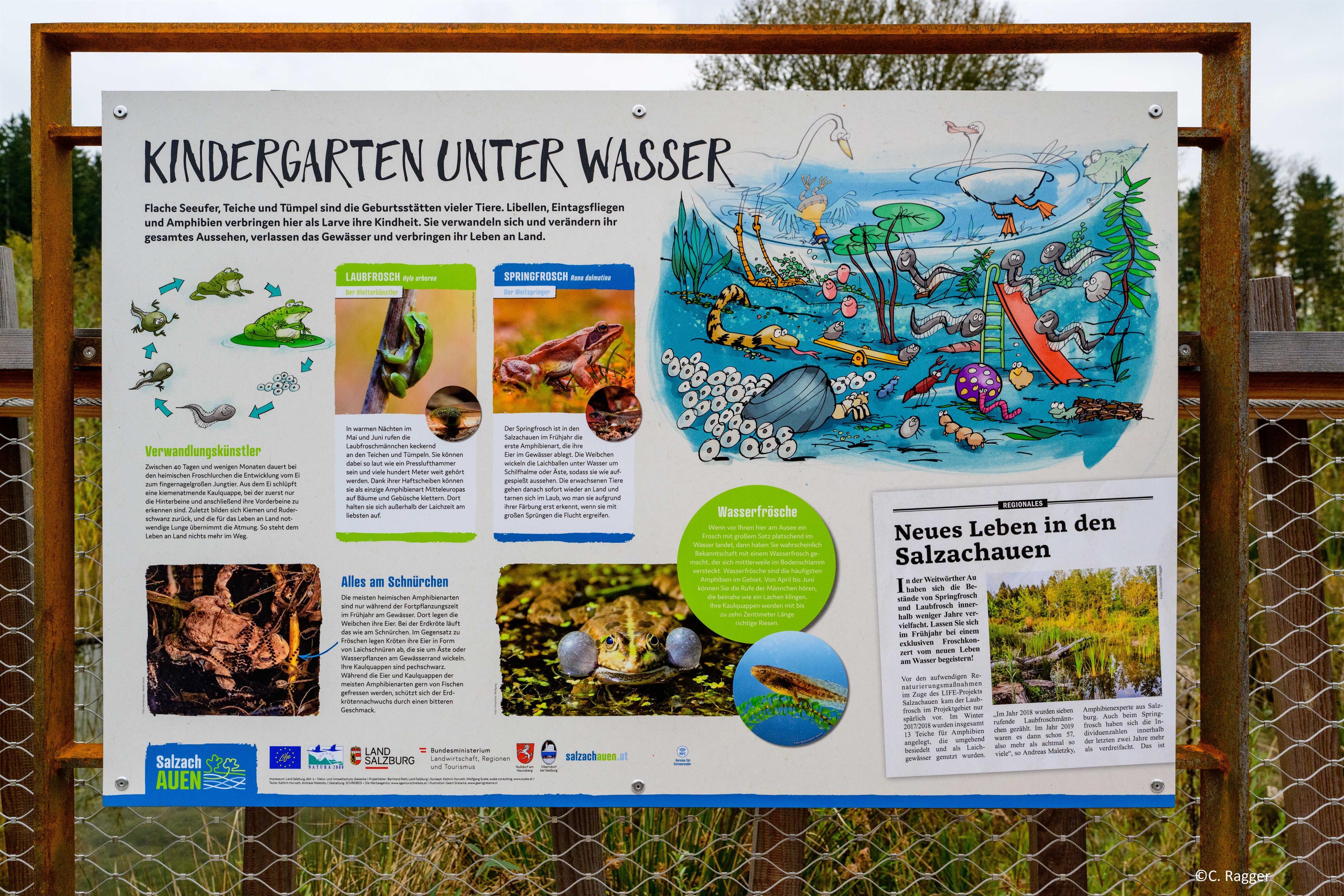 Mikrokosmos: Kleinlebewesen in der Au