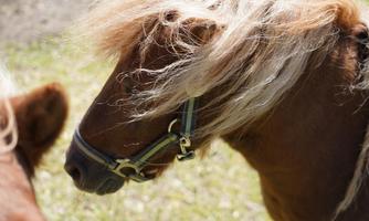 A pony with long, light hair is looking to the side. It is standing on a green meadow.