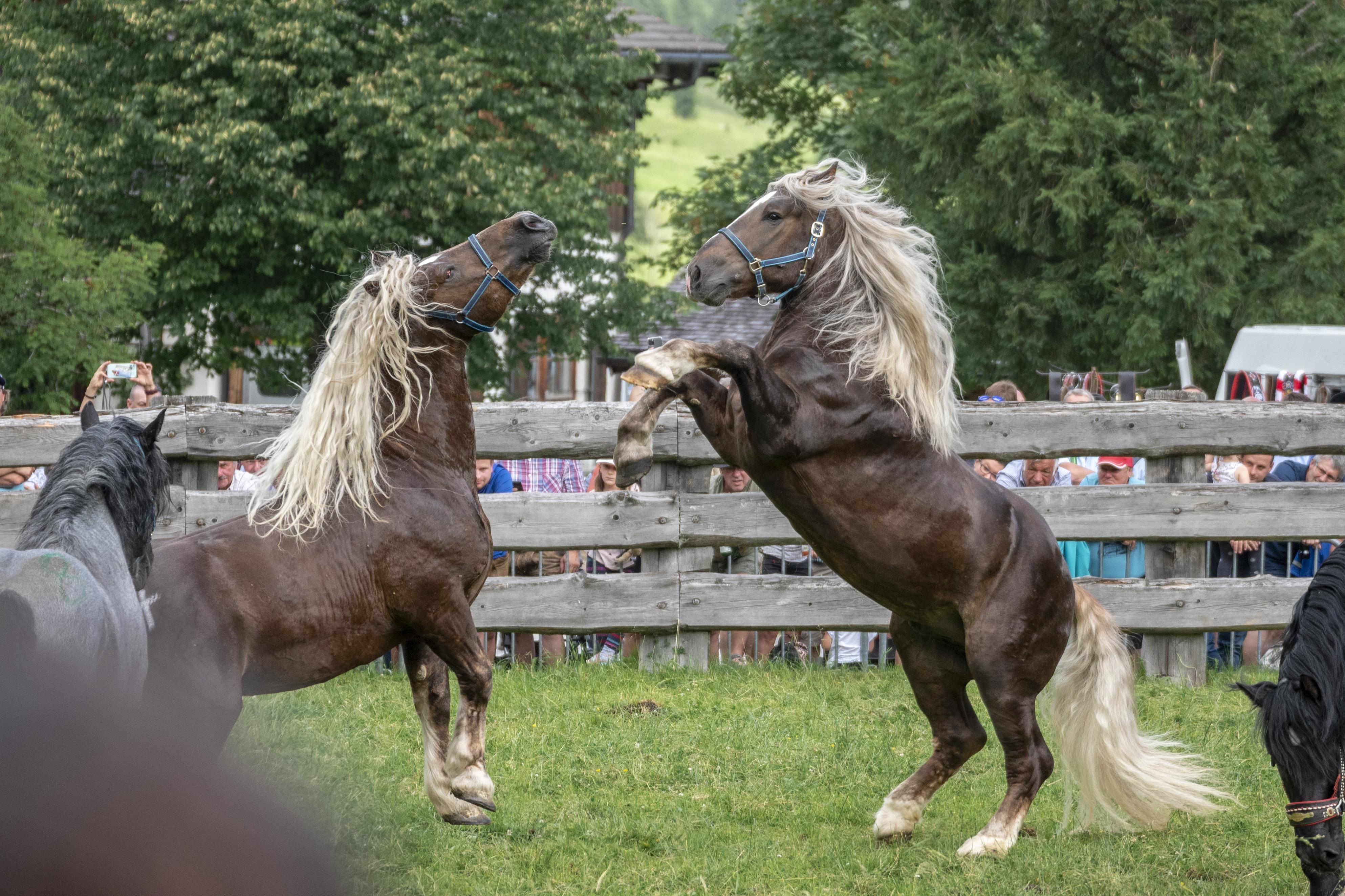 Hengstauftrieb