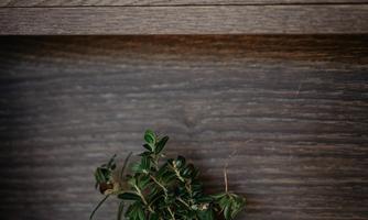 A small plant in a black vase sits on a wooden shelf. The background is made of dark wood.
