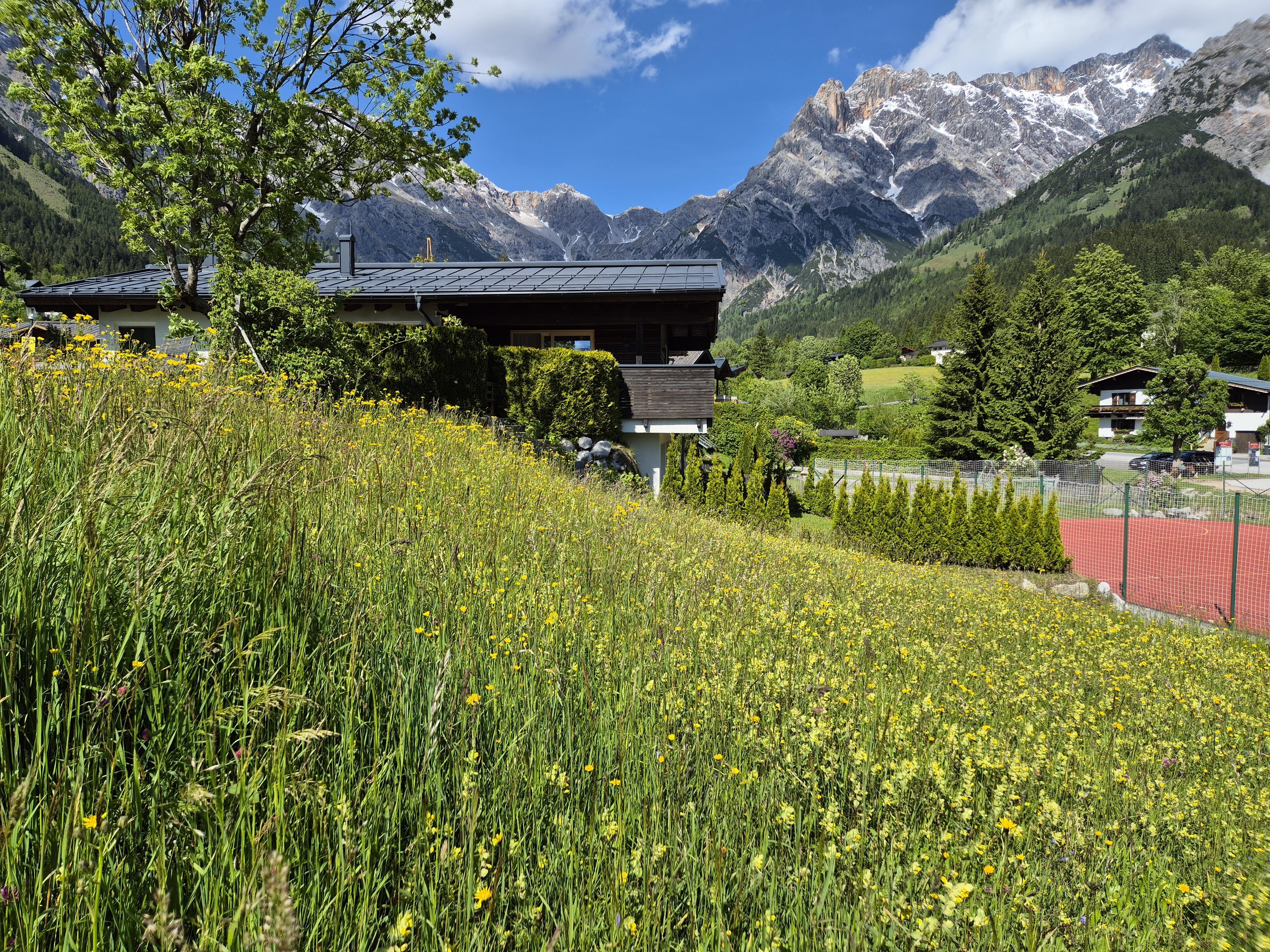 A green meadow with colorful flowers and a view of majestic mountains. In the background, residential houses and trees can be seen.