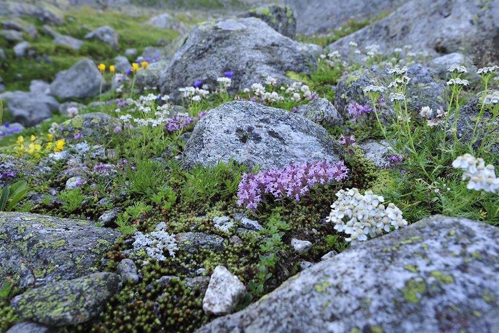 Erlebnis Honigbienen