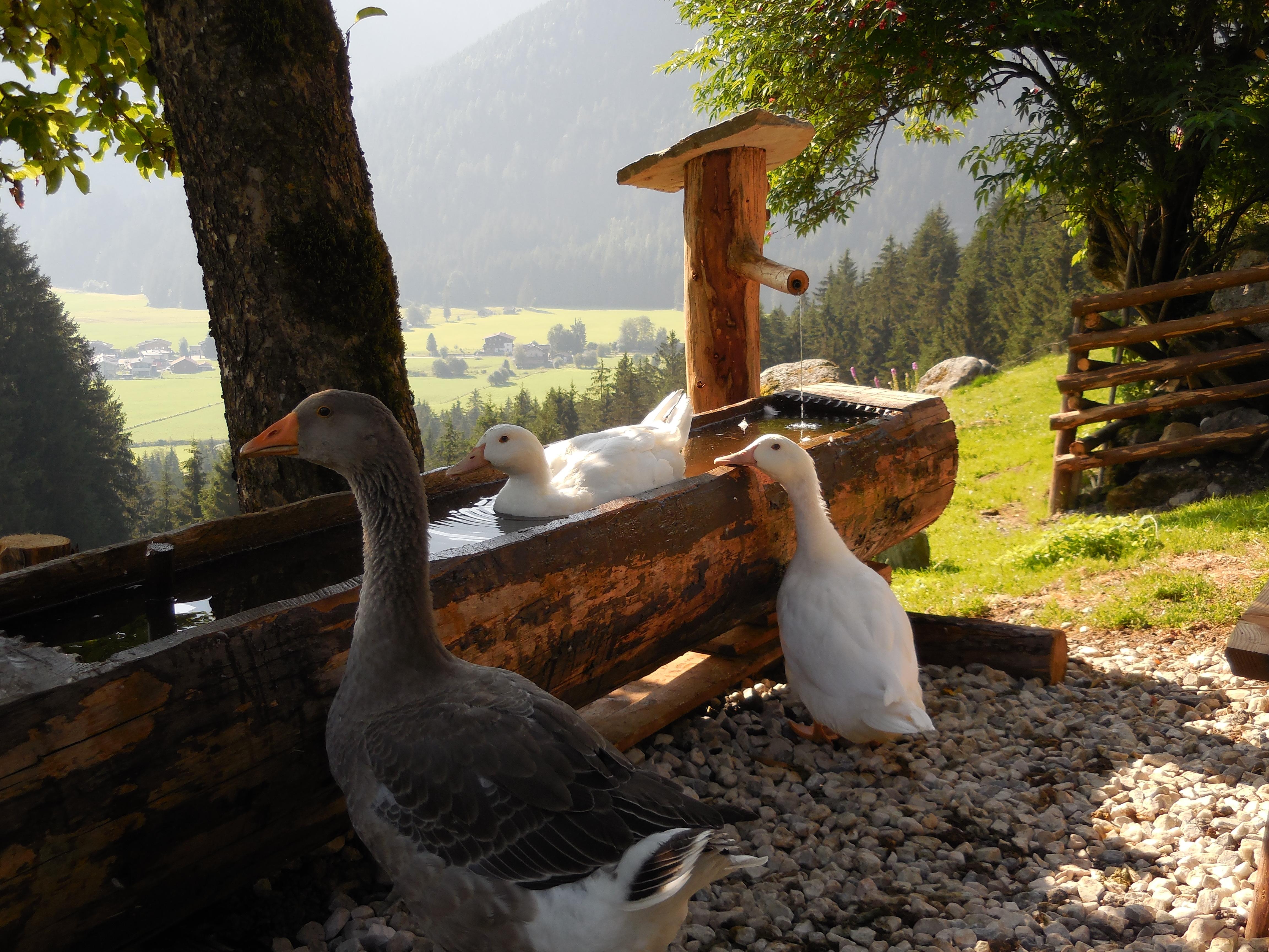 A family of geese at the water basin in a rural setting. In the background, a green landscape stretches out with mountains.