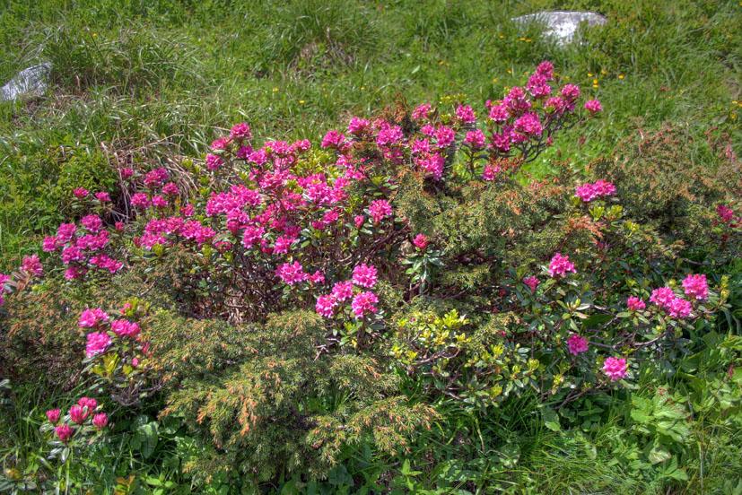 Dem Wurfbach entlang – Zur Wurfalm und dem Panorama der umliegenden Bergwelt