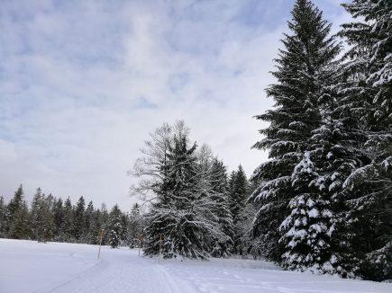 Winterwanderweg Wasenmoos