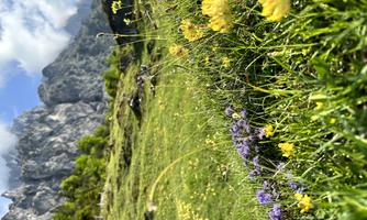 A blooming meadow with purple and yellow flowers. In the background, majestic mountains rise under a partly cloudy sky.