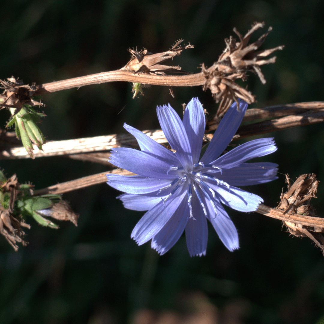 Bestimmungstag „Asteraceae“