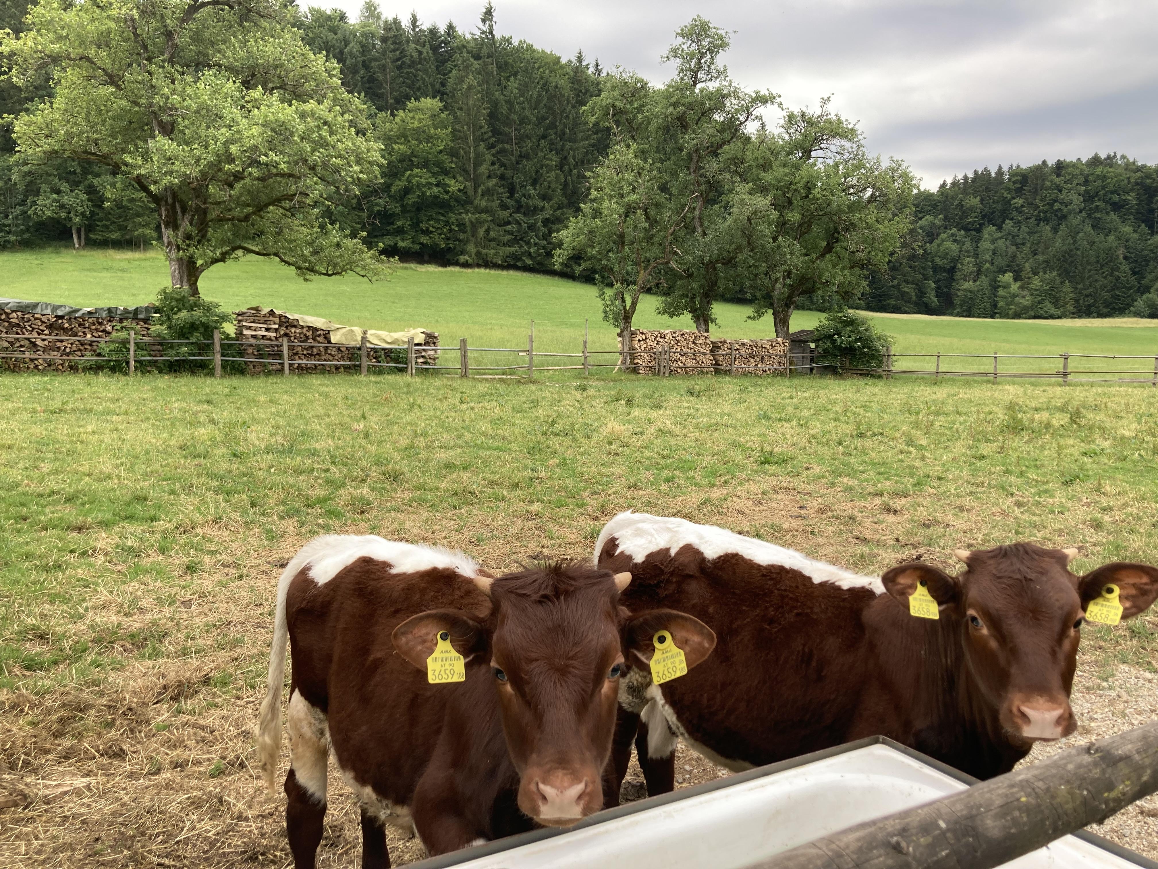 Two brown and white cows are standing in a green meadow. In the background, trees and a forest are visible.