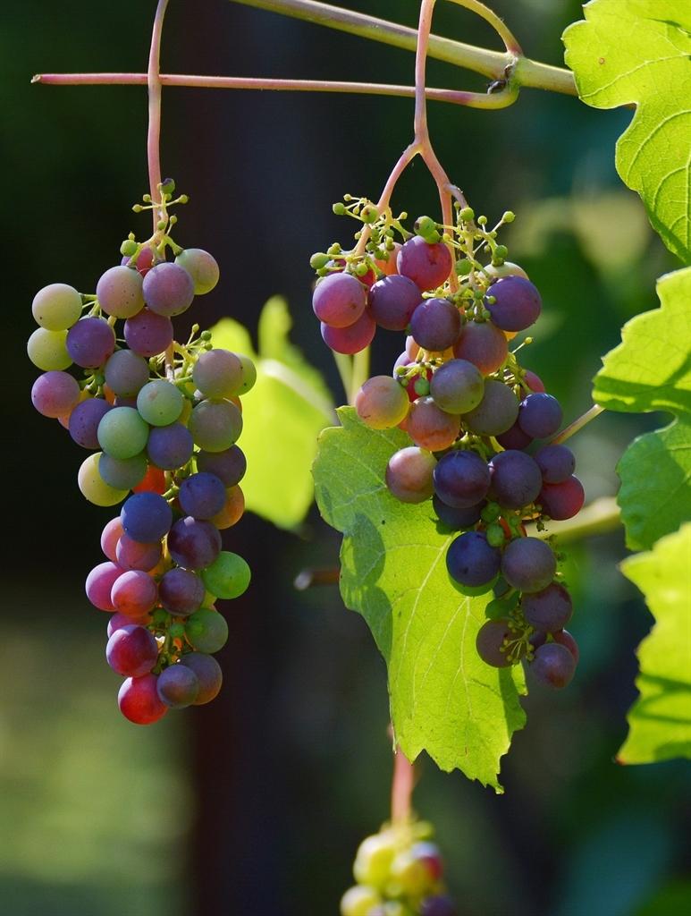 Weinfest Vinum Talagova