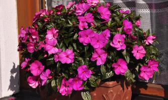 A blooming pot with pink flowers sits on a windowsill. The flowers shine in the sun and create a cheerful atmosphere.
