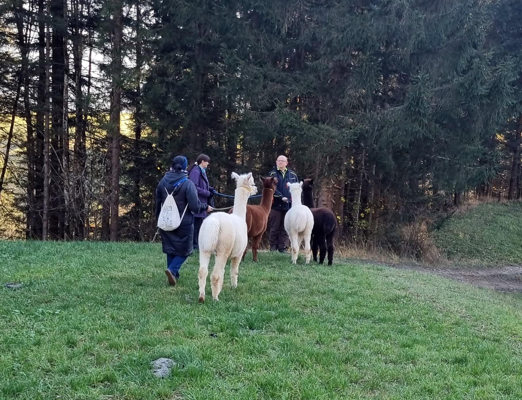 Geführte Alpaka Wanderung