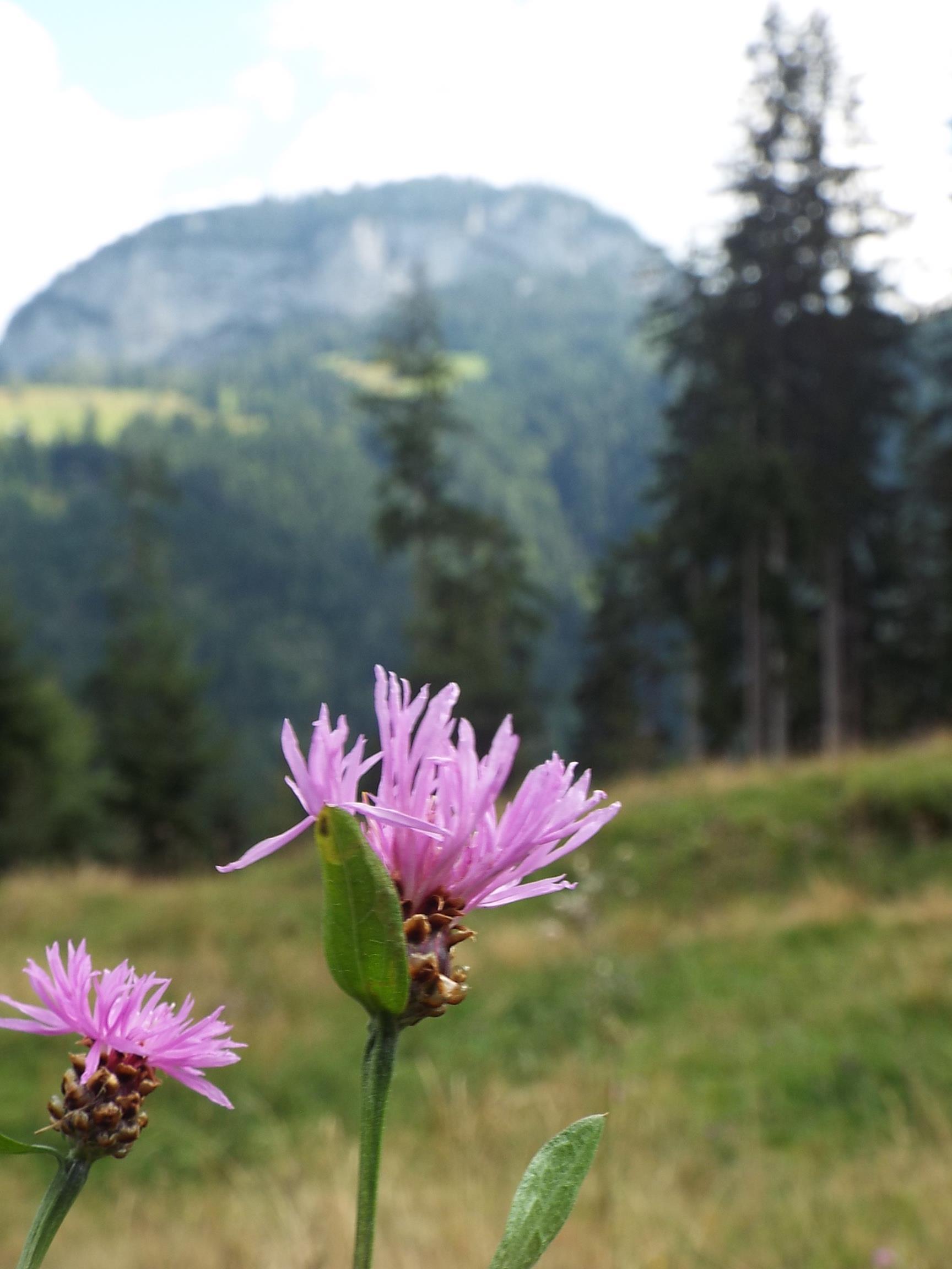 A group of pink flowers blooms in the foreground. In the background, green meadows and forested mountains can be seen.