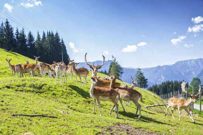 Damwildgehege beim Berggasthof Bachrain