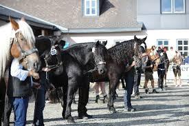 Norikerstuten Eliteschau
