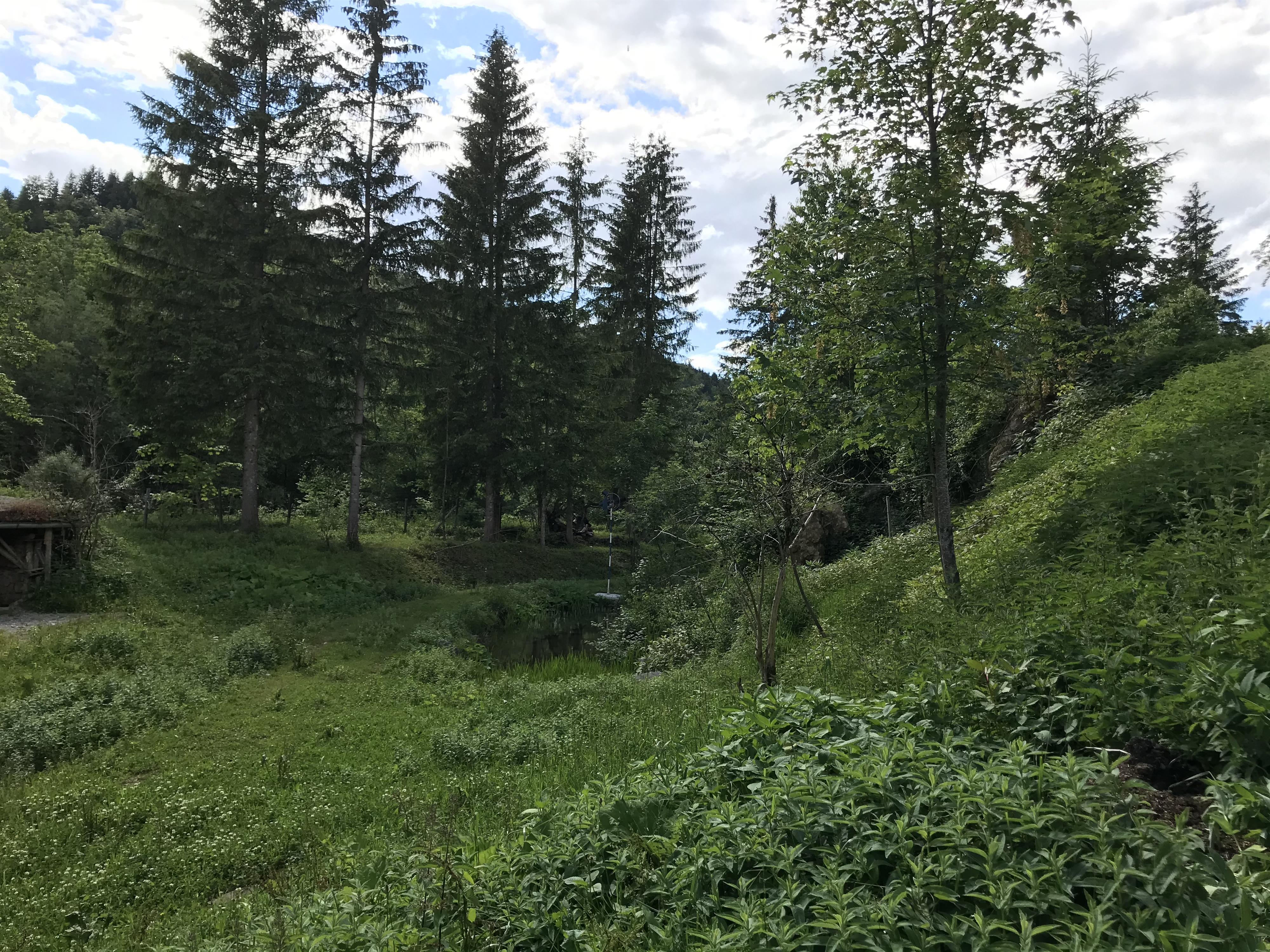 A green landscape with many trees and a small stream. The sky is partly cloudy.