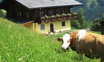 An idyllic farmhouse surrounded by meadow flowers. A cow grazes peacefully in the foreground.