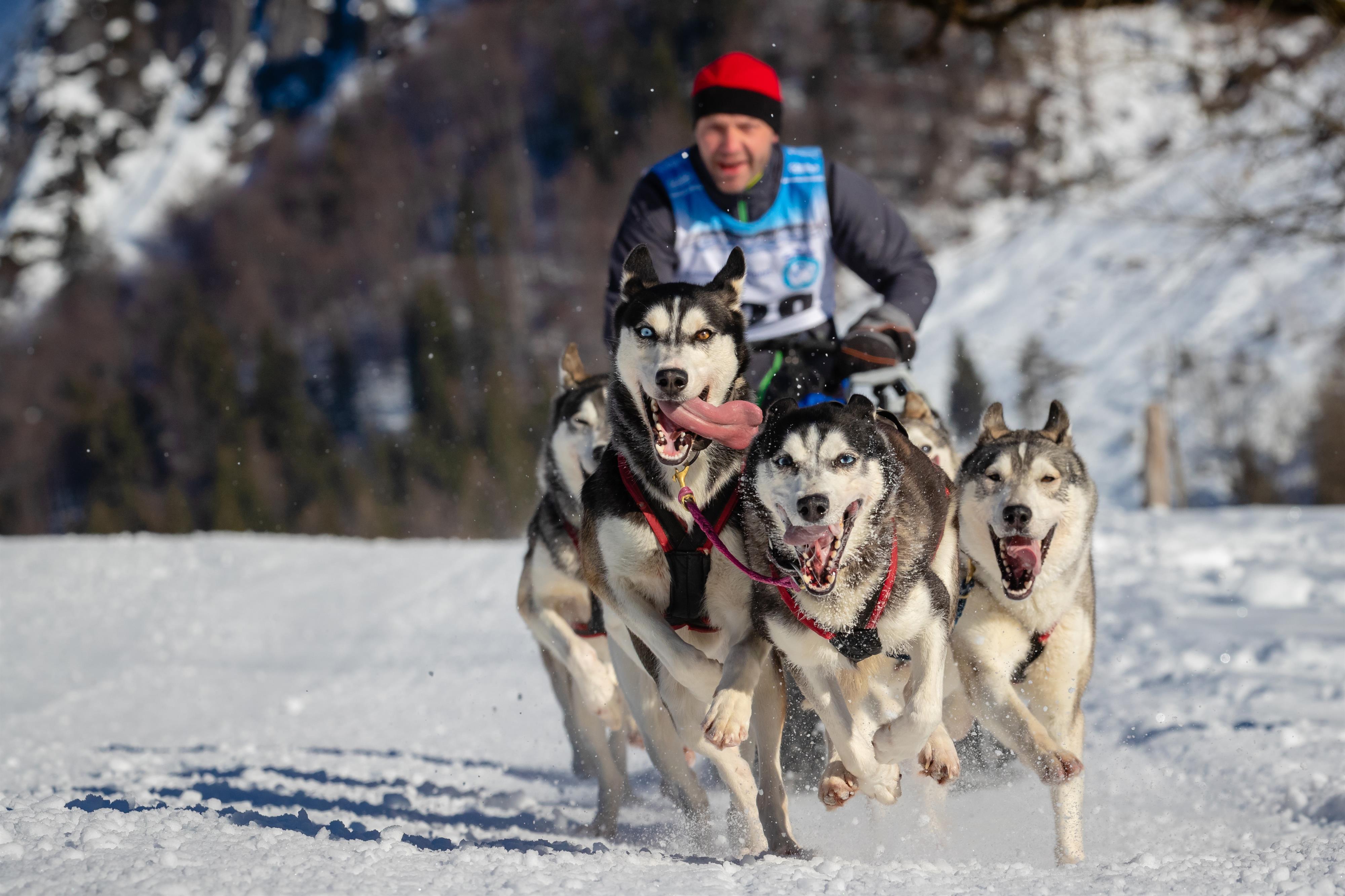 Schlittenhunderennen 2027