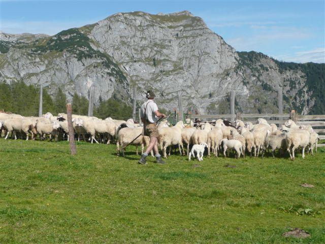 Schafabtrieb bei der Mitterfeldalm