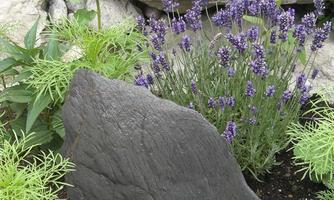 A black stone stands in a flower bed with purple lavender and green plants. The background consists of gray stones.