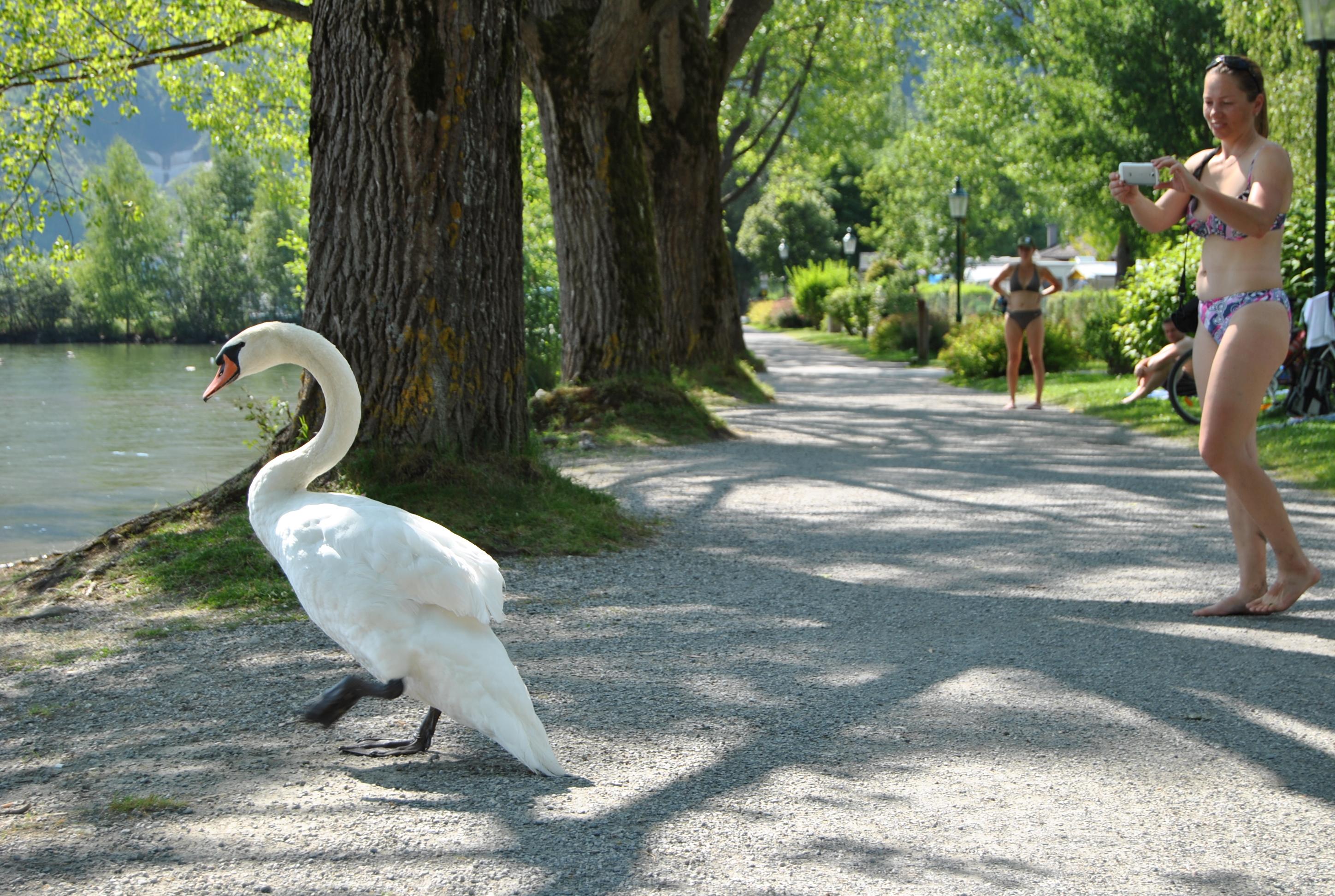 A beautiful swan walks along a path next to a body of water. In the background, there is a person taking a photo.