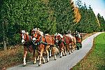 A group of horses is pulling a carriage on a path. In the background, green trees can be seen.