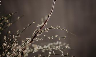 A delicate branch with small blossoms against a blurred background. The mood is elegant and minimalist.