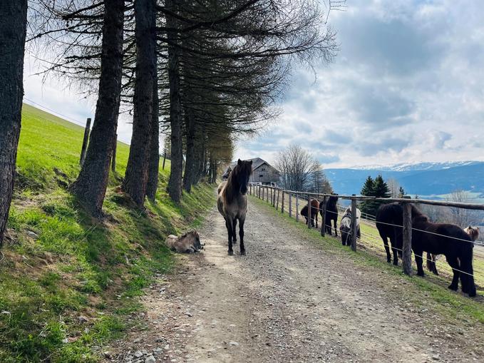 Reitbetrieb - Reitparadies Kirchnerhof in Weißpriach
