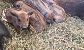 Four little piglets are lying on fresh hay. They are cozy and sleeping closely together.