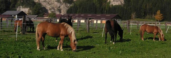 Reiten