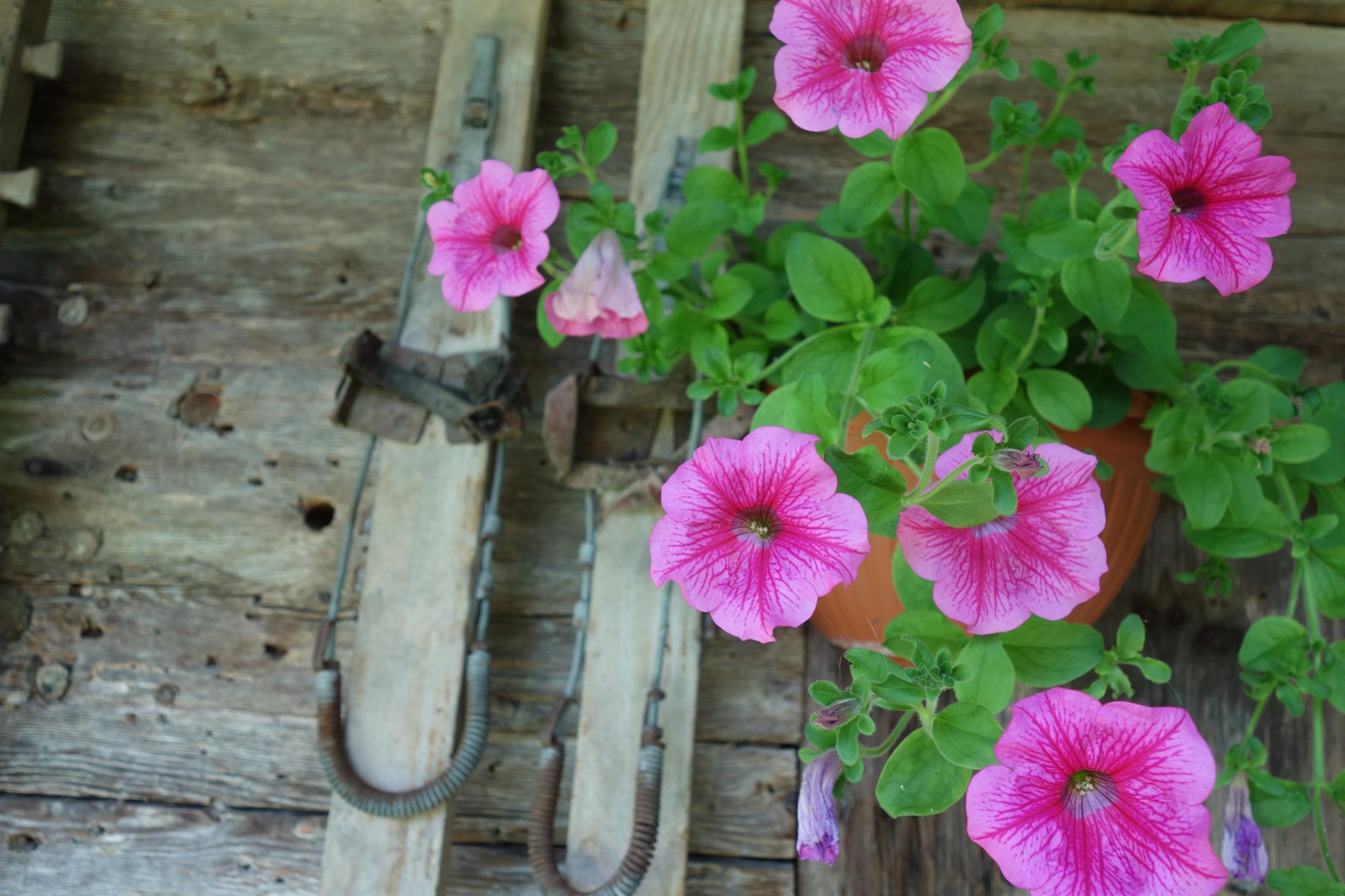 Colorful petunia flowers in a pot, surrounded by vintage wood and tools. The scene radiates a rustic and natural atmosphere.