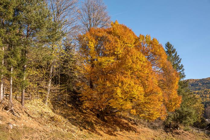 Rotbuche nahe dem Gappmaieranwesen in Sauerfeld