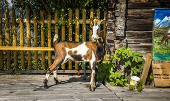 A small goat stands next to a wooden plank and a green plant. In the background, a wooden wall with a painting is visible.