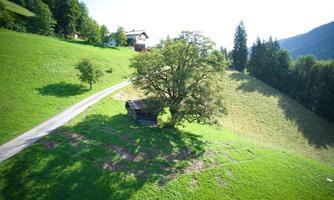 A green hilly landscape with a large tree and a small house. The path gently leads through the picturesque surroundings.