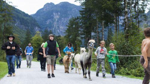 Wandern mit Alpakas