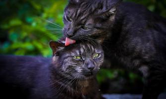 Two black cats are lying together. One cat is gently licking the head of the other.