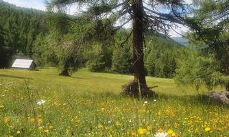 A blooming meadow with colorful wildflowers and a large tree. In the background, a small cottage and gentle hills can be seen.