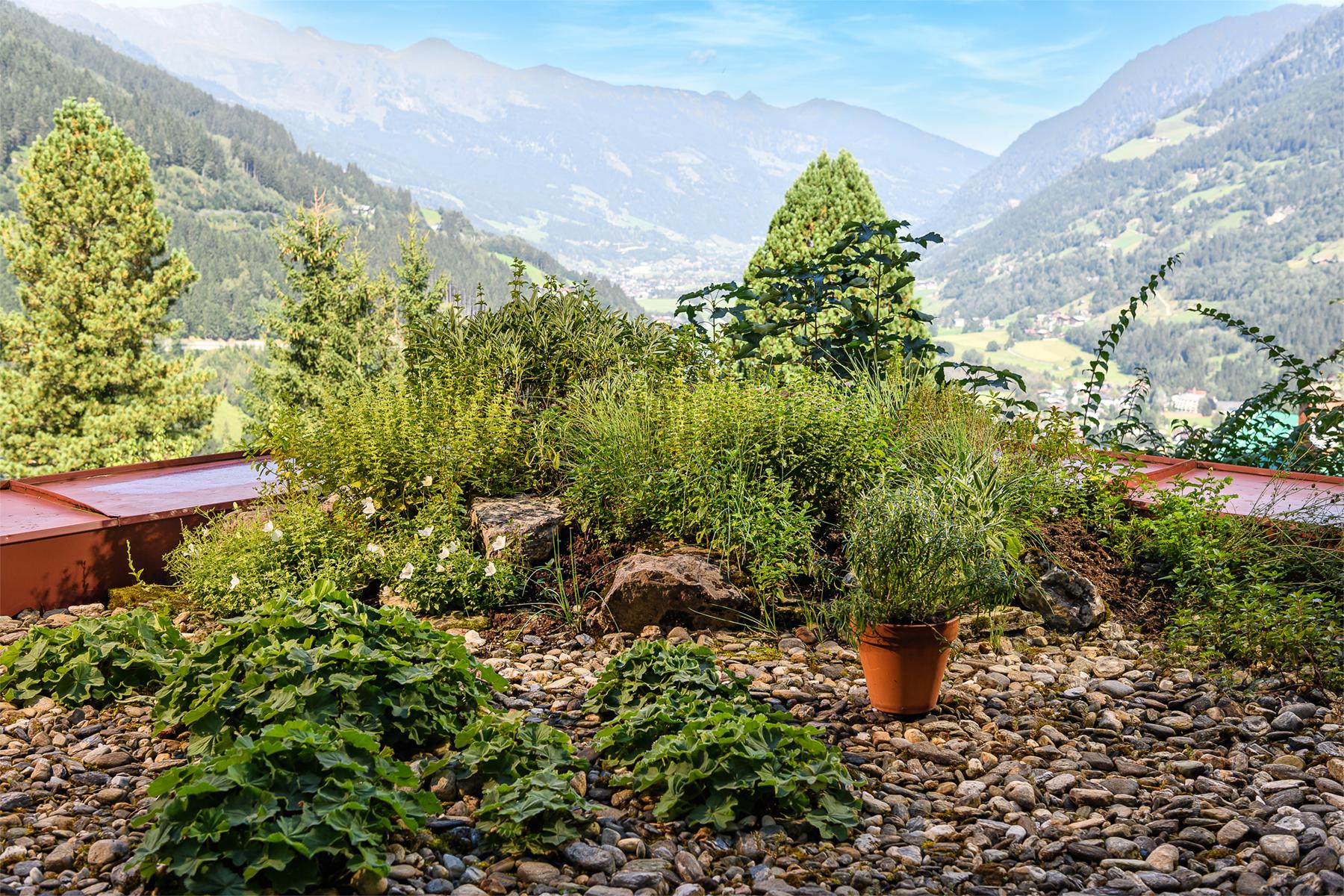 Kräutergarten (1)