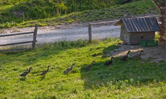 A group of ducks is running across a green meadow. In the background, there is a small duck house, and a path can be seen.