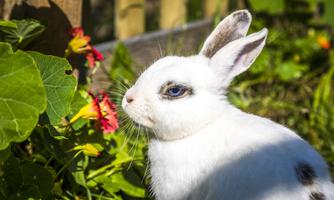A white rabbit with black spots sits in a green garden. Colorful plants can be seen in the background.