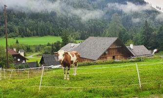 A cow stands in a green meadow in front of traditional wooden houses. In the background, wooded hills and fog can be seen.