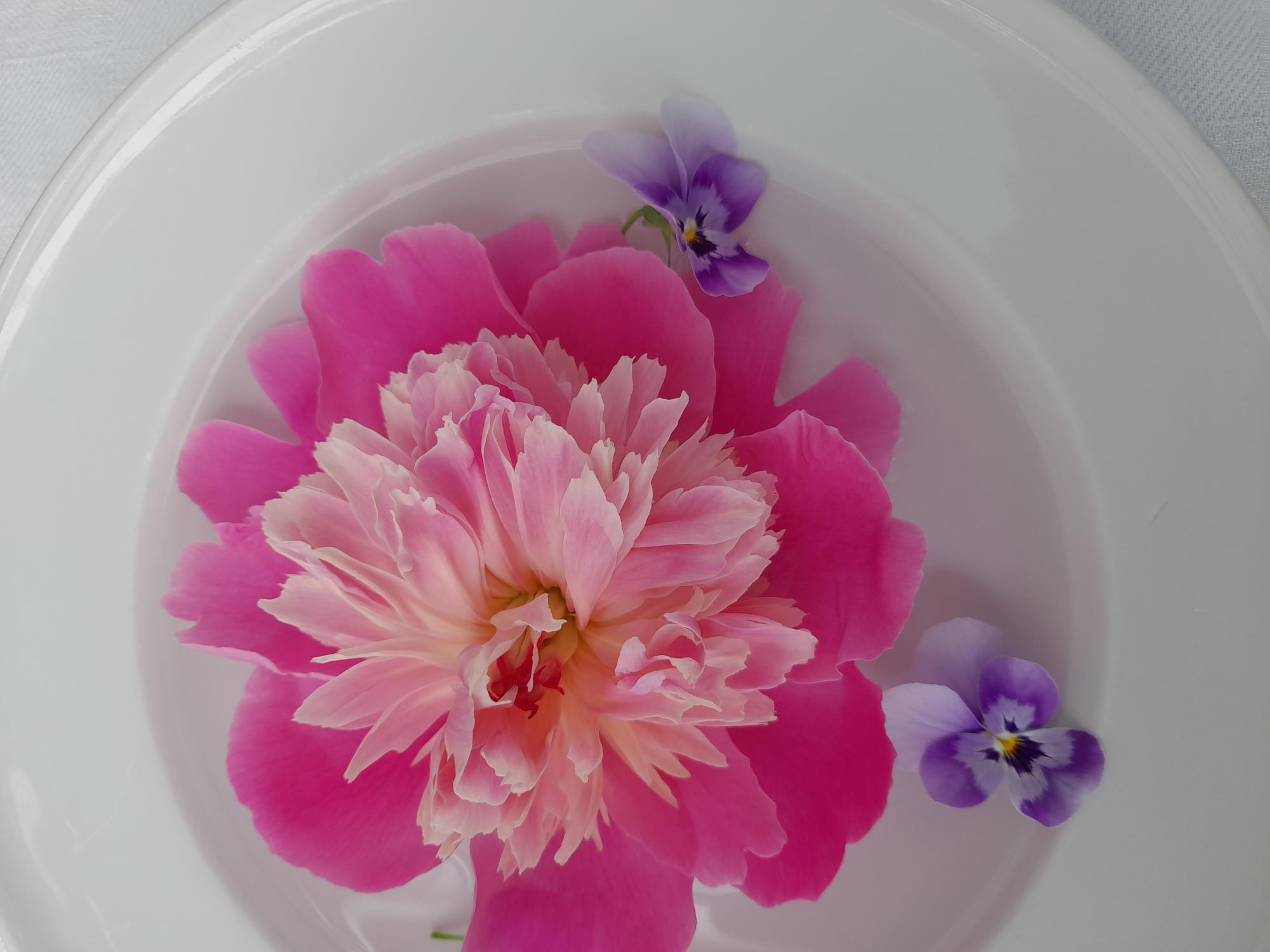 A large pink flower lies on a white plate. Small purple violets are scattered around the flower.