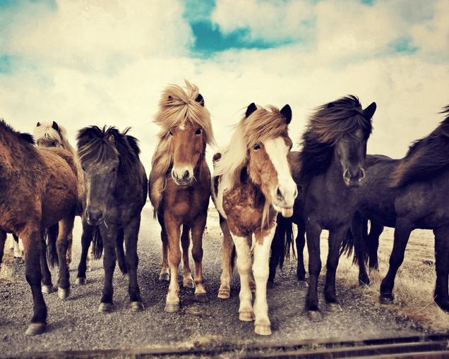 Reiten am Islandpferdehof Mariapfarr