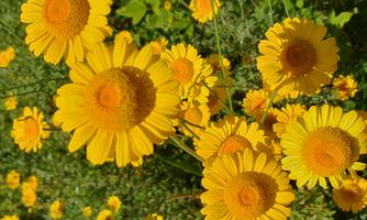 A field with bright yellow flowers. The blossoms have a round shape and radiate freshness.