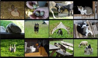 A collage of animals on a farm, including sheep, cats, and chickens. The images depict rural life and the diversity of animals in their environment.