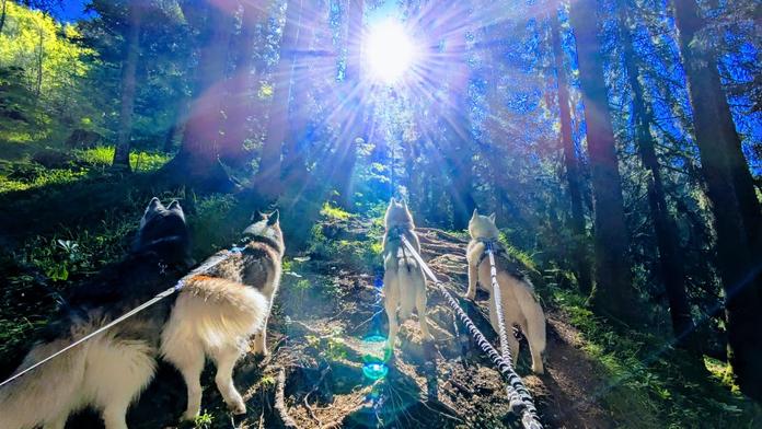 Individuelle Husky-Tour